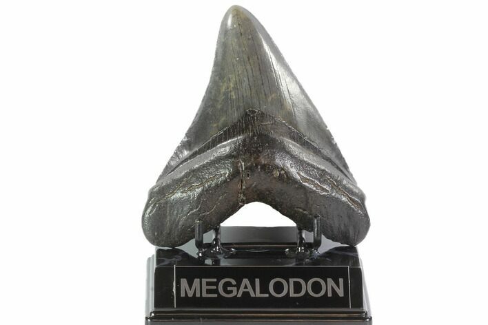 Fossil Megalodon Tooth - South Carolina #93537